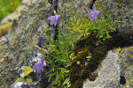 Zvonek okrouhlolistý sudetský  (Campanula rotundifolia  subsp. sudetica) roste na skalách  Velké kotliny  v Hrubém Jeseníku  na více místech,  dává však přednost vápnitým substrátům. Zde na vápnitém  metatufu v nejspodnější části Vitáskovy rokle. Foto L. Bureš