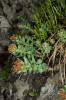 Rozchodnici růžovou (Rhodiola rosea) zde najdeme jen ve Vitáskově  rokli, a to na vápnitých fylitech nebo v dosahu křemen-karbonátových žil. Foto L. Bureš