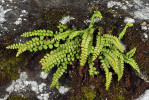 Se sleziníkem zeleným (Asplenium viride) se setkáme výhradně na vápnitých skalách, ve Vitáskově rokli  na vápnitých fylitech, na Roemerových výchozech i na vápnitých metatufech. Foto L. Bureš