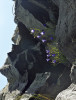 Zvonek okrouhlolistý sudetský  (Campanula rotundifolia subsp. sudetica) na tvrdém vápnitém metatufu  Petříkovy skalky. Foto L. Bureš