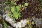 Jedním z asi nejznámějších vápnomilných druhů je lomikámen vždyživý (Saxifraga paniculata), který dokonce  na okrajích svých listů bílý uhličitan vápenatý vylučuje. Ve Velké kotlině  tento druh spolehlivě indikuje výskyt vápnitých hornin i křemen-karbonátové žíly jako právě zde na Roemerových výchozech. Foto L. Bureš