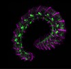 Mnohoštětinatec. Rané vývojové  stadium mnohoštětinatce Ophryotrocha puerilis s fluorescenčně označenou  nervovou (fialová) a svalovou soustavou (zelená). Snímek z konfokálního  mikroskopu. Foto J. Štundl  (Vědecká mikrofotografie)