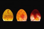 Osvětlení nového života. Pórovitá skořápka ptačích vajec umožňuje světlu pronikat dovnitř. Díky tomu můžeme spatřit embryo a stanovit poměrně přesně čas vylíhnutí jedince. Metoda se nazývá candling, ačkoli dnes již používáme držáky se žárovkou místo plamene svíčky.  Foto M. Šulc, Ústav biologie obratlovců. Kategorie Věda fotogenická
