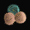 Silná trojka. Pylová zrna kopretiny (Leucanthemum) – noční můra alergiků. Foto K. Mrázová, Ústav přístrojové  techniky. Kategorie Věda fotogenická  (1. místo)