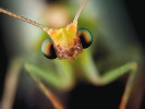 Ze života hmyzu. Portréty z hmyzí říše, skládaná makrofotografie. Foto J. Bžoch (3. místo, kategorie Objevitelská pro veřejnost)