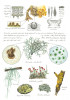 Lišejníky. Ilustrovaný naučný plakát popisuje, z jakých symbiontů se lišejníky skládají, jak se rozmnožují, jejich vnitřní strukturu a některé běžnější druhy. Akvarel. Orig. Z. Šabatková (3. místo, Vědecká ilustrace a virtuální příroda)