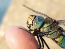 Moje kamarádka vážka. Detailní fotografie vážky u Kališova jezera v Bohumíně. Foto E. Bártová (Divácká soutěž).