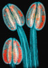 Prašníky huseníčku rolního. Samčí pohlavní orgány (prašníky) této modelové rostliny, barvené pomocí anilinové modři. Uvnitř „krajkovaných“ prašných váčků jsou vidět červeně fluoreskující pylová zrna. Huseníček je samosprašná rostlina, tento pyl by tak nejspíše skončil na blizně téhož květu – kdyby býval neskončil pod mikroskopem. Epifluorescence v UV světle, složeno z více rovin zaostření. Foto J. Martínek (3. místo, Vědecká mikrofotografie)