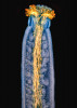 Nemravný detail. Sex huseníčku rolního (Arabidopsis thaliana) v blízkém detailu. Na snímku je vidět pestík huseníčku (modře), kterým prorůstají pylové láčky (žlutě). Pylová zrna po dopadu na bliznu (ve vrchní části pestíku) začnou klíčit a pylové láčky nesoucí spermatické buňky prorůstají skrz čnělku k jednotlivým vajíčkům. V tomto případě jsme zkoumali, zda mutace v genu ARPC3 ovlivňuje růst pylových láček. Jak je vidět na dlouhých a pevných láčkách, mutanti nemají s potencí žádné problémy a zůstávají zcela fertilní. Barveno anilinovou modří, epifluorescence v ultrafialovém světle, složeno z několika rovin ostrosti. Foto J. Martínek (1. místo, Vědecká mikrofotografie)