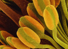 Nigella sativa. Extrakty z černého kmínu, jak je lidově označována černucha setá, se používají jako přírodní prostředek podporující imunitu s antibakteriálními a mnoha dalšími účinky. Provedené studie prokázaly, že olej ze semen je pouze mírně toxický a toxicita se projevuje jen ve vysokých dávkách. Detail květu. Kolorovaný snímek z rastrovacího elektronového mikroskopu. Foto V. Sýkora (2. místo, Vědecká mikrofotografie)
