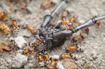 Hlava obra. Mravenci jsou (z mnoha důvodů) v hmyzí říši obávanými lovci. V České republice vzácní mravenci lužní (Liometopum microcephalum) nejsou žádnou výjimkou. Fotografie zachycuje skupinu těchto mravenců, kteří pomalu táhnou hlavu jednoho z našich největších brouků – tesaříka obrovského (Cerambyx cerdo). Tělo brouka leželo opodál, též obsypané mravenci lužními. Otázkou je pouze, zda mravenci tesaříka skolili sami, či pouze sbírali zbytky. Lednice, jižní Morava. Foto M. Vais (1. místo, Vědecká fotografie)