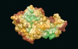 Protein lysozym, obsažený v našich slzách nebo ve slinách, tvarem nápadně připomíná srdce Evropy. Funguje jako enzymatická ochrana před bakteriální infekcí. Struktura z proteinové databanky PDB, upravena v programu UCSF  Chimera a kolorována. Orig. J. Pilátová (2. místo, Virtuální příroda)
