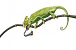 Samice chameleona jemenského (Chamaeleo calyptratus) při lovu cvrčka. Fotografovala jsem proti bílému pozadí, vynikne tak struktura a stavba těla.  Foto V. Kuttelvašerová Stuchelová (1. místo, Objevitelská kategorie)
