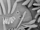 Malováno jinovatkou. Snímek ze skenovacího elektronového mikroskopu zachycuje část hlavy mnohonožky  chlupule podkorní (Polyxenus lagurus) se smyslovými brvami a skupinou  jednoduchých oček. Zvětšení 550×.  Foto J. Mourek a P. Kocourek  (2. místo, Vědecká mikrofotografie)