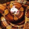Poslední objetí. Laboratorní myš a užovka červená (Pantherophis guttatus). Foto M. Smrž (1. místo, Instagram)