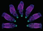 The Baby Squid. Olihně budí úžas i při pohledu pouhým okem. A co teprve když se pustíte do studia jejich embryogeneze. Uprostřed růžice ramen je stále patrný zbytek žloutkového váčku  opatřený zeleně značenými brvami.  Průhledným tělem prosvítají fialově  zvýrazněné svazky svalů. Obr. vznikl  složením několika vrstev nasnímaných pomocí fluorescenčního stereomikroskopu. Foto M. Minařík  (1. místo, Vědecká mikrofotografie)