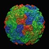 Lidský rhinovirus typu 14. Obal viru složený z 240 jednotek (PDB 1k5m).  Orig. F. Uhlík (3. místo, Virtuální příroda)