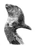 Kasuár přílbový (Casuarius casua­rius) patří mezi běžce. Jeho nápadným znakem je velká přilbice, která poněkud netradičně dominuje zejména u samic. Kresba tužkou. Orig. J. Nepožitek  (3. místo, Vědecká ilustrace)