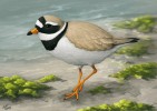 Kulík písečný (Charadrius hiaticula) hnízdí převážně na severním pobřeží Evropy a Asie, v Grónsku a v severo­východní Kanadě. Pravidelně protahuje přes ČR, ojediněle zde i hnízdí. Obrázek kreslen v programu Photoshop. Orig. J. Růžičková (PřF UP v Olomouci); Objevitelská kategorie