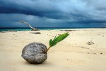 Kolonizátor. Mimořádná podoba a výbava plodů kokosovníku ořechoplodého (Cocos nucifera), tedy kokosové palmy, stojí za jejím rozšířením v oblasti nejen Indického oceánu. Plody se šířily buď unášené na mořské hladině, nebo na člunech kolonizátorů. Na snímku semenáček vyvržený na neobydleném ostrově Bilang-Bilangan v Indonésii. Foto J. Brůna (Vědecká fotografie a wildlife)