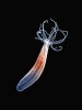 Sea starlet. Několik centimetrů velká mořská sasanka Nematostella vectensis patří mezi žahavce (Cnidaria). Tento poměrně nový modelový organismus napomáhá porozumění mechanismům evoluce v oboru evoluční vývojové biologie. Foto I. Dobiášovská (2. místo, Vědecká fotografie a wildlife)