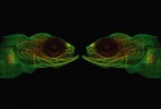 The Mirror. Štika obecná (Esox lucius) patří mezi nejznámější predátory sladkovodního prostředí. O jejím raném vývoji nicméně není dosud známo téměř nic. V rámci výzkumu průběhu ontogeneze byly pomocí protilátky detekovány vyvíjející se nervy, jež jsou představeny na této fotografii u jedince starého 26 dní. Výsledný snímek byl získán pomocí konfokálního mikroskopu – teplejší barvy značí povrchové nervy a chladnější naopak ty uložené hlouběji. Foto J. Štundl (1. místo, Vědecká mikrofotografie). Podpořeno grantem Národního muzea P15/01/G-ŠT
