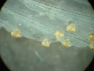 Glochidia škeble říční přichycená  na ploutev hostitelské ryby – okouna  říčního (Perca fluviatilis). Foto K. Douda