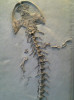 Andrias scheuchzeri z bohatého naleziště miocenních fosilií v Öhningenu (typová lokalita). Tento jedinec je ještě o něco větší než Scheuchzerův „předpotopní člověk“ vystavený v Teylerově muzeu v Haarlemu. Paleontologické muzeum Curych, Švýcarsko. Foto I. Rehák