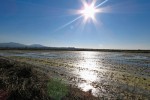 Biotop sklizených rýžových polí  ve španělské Extremaduře – vyhledávaná oblast západní tahové cesty jeřábů. Foto Z. Souček