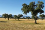 Španělsko, interiér biotopu zvaného dehesa – vypasený trávník a solitérní duby cesmínové (Quercus ilex). Foto Z. Souček