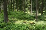 Smrkové a smíšené lesy se zapojeným a druhově bohatým bylinným  patrem představují vhodný biotop  pro výskyt hlodavců, což může omezit  potřebu těchto zvířat migrovat do výsadeb dřevin. Moravskoslezské Beskydy. Foto J. Suchomel