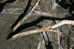 Poškození ohryzem kůry od hrabošů rodu Microtus může být rozsáhlé a vést až k úhynu stromů. Mladé buky byly téměř celé zbaveny kůry a ve spodní části úplně přehryzány. Hrubý Jeseník. Foto J. Suchomel
