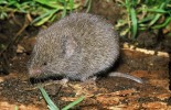 Hrabošík podzemní (Microtus subterraneus) poškozuje lesní  dřeviny ohryzem kůry spíše ojediněle a protože se cyklicky nepřemnožuje, nebývá rozsah poškození tak významný. Foto M. Anděra