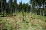 V Jeseníkách bývají oproti Beskydům výsadby buku lesního (Fagus sylvatica) častěji zakládány v rozsáhlých  porostech smrčin, což zvyšuje riziko jejich poškození ohryzem od hrabošů. Foto J. Suchomel