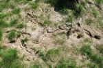 Vrstva odumřelé trávy (stařiny) poskytuje ve výsadbách dřevin hlodavcům dokonalý kryt, a proto se zde setkáváme s řadou jejich pobytových znaků,  jako jsou např. pravidelně udržované  chodníčky. Hrubý Jeseník. Foto J. Suchomel