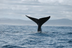 Ocasní ploutev velryby jižní (Eubalaena australis). Tento druh ocas často neukazuje, jen vzácně se potápí tak, že ho plně vystrčí nad hladinu. Foto P. Nevečeřalová