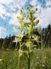 Vemeník zelenavý (Plathanthera chlorantha) je jednou z mála krkonošských orchidejí, která v současné krkonošské krajině (snad) přibývá.  Foto V. Hadincová a S. Pecháčková