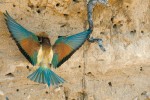 Exotické zbarvení těchto ptáků vynikne při pohledu shora na jejich roztažená křídla. Obě pohlaví jsou až na detaily těžko rozpoznatelná. Snímek M. Šebely