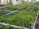 Kultivace semenných pastí ve skleníku před „sklizní“ semenáčků. Foto J. Hofmeister