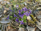 Řada typických lesních specialistů kvete časně zjara a vytváří dekorativní trsy – např. violka lesní (Viola reichenbachiana). Foto J. Hofmeister