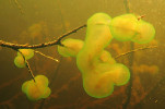 Koloniální nálevník lahvenka velká (Ophrydium versatile, 15)  se objevil na kmenech odumřelých  smrků spadlých do Prášilského jezera. Foto M. Čtvrtlíková