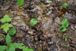 Před invazí: půdní povrch s mocnou organickou vrstvou a bylinnou vegetací  v jarním aspektu lesního porostu  bez žížal. Chippewa National Forest. Foto J. Schlaghamerský