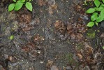 Po invazi: půdní povrch s obnaženou minerální půdou a hromádkami  organického materiálu v místech  vyústění chodeb anektické žížaly obecné  v porostu. Podzimní aspekt  v Chippewa National Forest. Foto J. Schlaghamerský