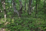V lesním porostu  bez žížal na mnoha místech velice dobře zmlazuje javor cukrový (Acer saccharum). Jarní aspekt nedaleko Tower Lake  blízko Drummondu,  Chequamegon-Nicolet National Forest,  Wisconsin, USA. Foto J. Schlaghamerský