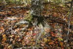 Obnažené kořeny stromu v lesním porostu s etablovanými populacemi evropských druhů žížal. Podzimní aspekt, Chippewa National Forest. Foto J. Schlaghamerský