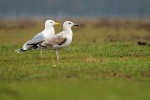 Velké druhy racků (zde opět racek bělohlavý) dospívají čtyři roky, mladí jedinci (na obr. vpravo) mají  každý rok jiné zbarvení. Foto J. Svetlík