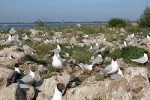 Hnízdní kolonie menších druhů  ptáků, jako je racek chechtavý (Chroicocephalus ridibundus), mohou být  ohrožovány hnízdní konkurencí, někdy i přímou predací tzv. velkými druhy  racků z druhového komplexu racka stříbřitého (Larus argentatus). Foto J. Svetlík