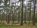 Dlouhodobý vliv větru na růst a změnu těžiště kmene u borovice lesní (Pinus sylvestris) lze sledovat až desítky kilometrů od mořského pobřeží. Brasschaat, Belgie.  Foto M. Čermák