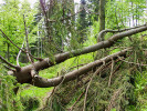 Opakované narušení růstu terminálu smrku ztepilého (Picea abies) zlomy vedlo k tvorbě náhradních vrcholů (lyrovitý růst na snímku). Kořenový systém tohoto jedince byl později poškozen větrem, který způsobil jeho vyvrácení. Orlické hory.  Foto M. Čermák