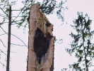 U tohoto jedince olše lepkavé (Alnus glutinosa) napomohl v minulosti vítr k odlomení odumřelé kosterní větve a rozvoji saprofytických hub. Toho využili datlovití (Picidae) k tvorbě hnízdní dutiny, což způsobilo následné oslabení pevnosti kmene a jeho zlom při namáhání větrem. Třebíčsko. Foto M. Čermák